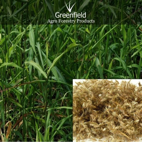 Palmarosa grass seeds ( cymbopogon martinii )